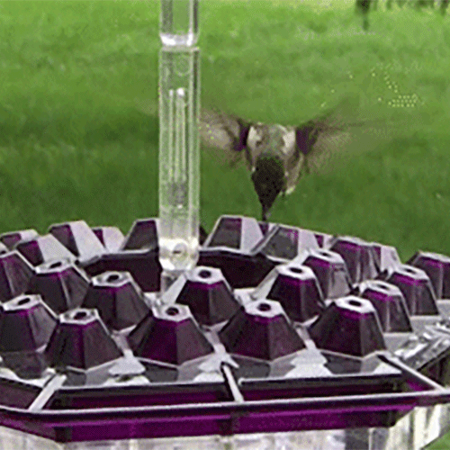 Vianys Sweety Hummingbird Feeder